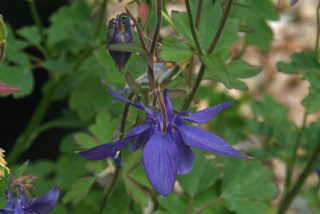 Aquilegia alpinaAlpenakelei bestellen